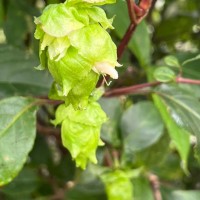 Strobilanthes hookeri Nees